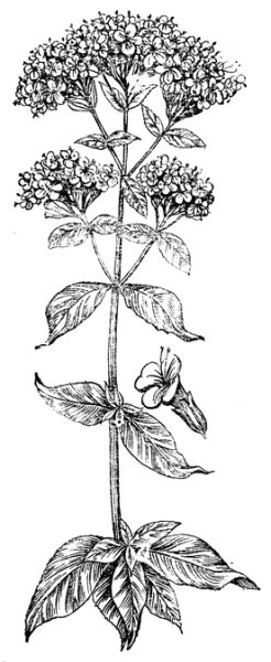 Душица тимьян майоран