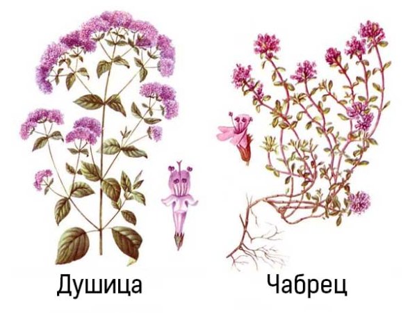 Душица обыкновенная семейство Губоцветные