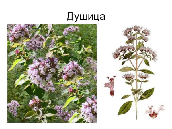 Душица обыкновенная