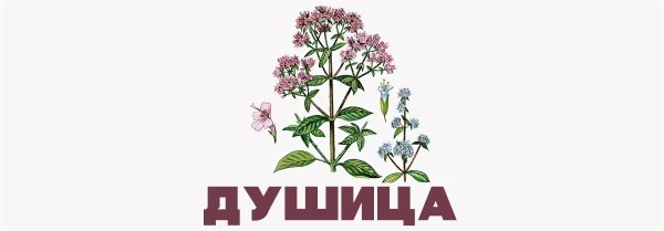 Душица обыкновенная
