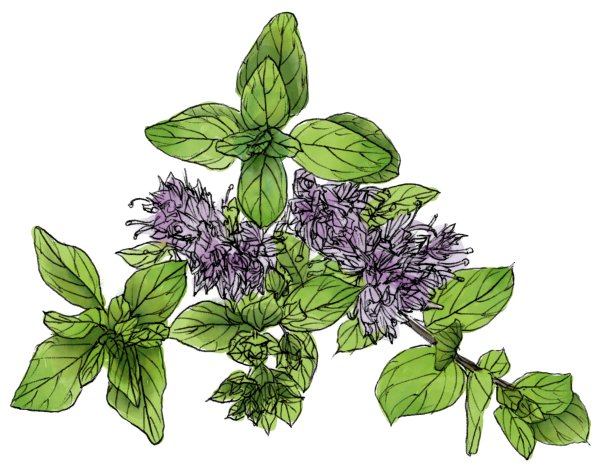 Душица обыкновенная