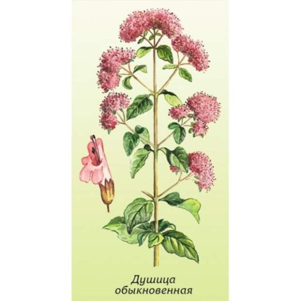 Душица обыкновенная Фармакогнозия