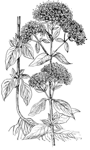 Советские иллюстрации душицы