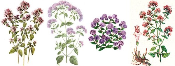 Трава душицы обыкновенной рисунок