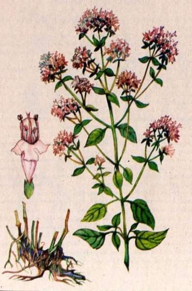 Душица Фармакогнозия