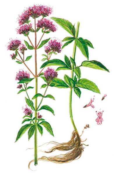 Паспорт душицы обыкновенной