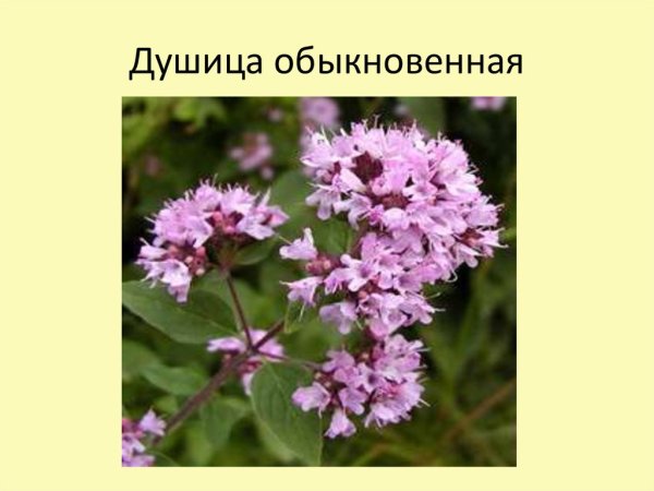 Душица вектор