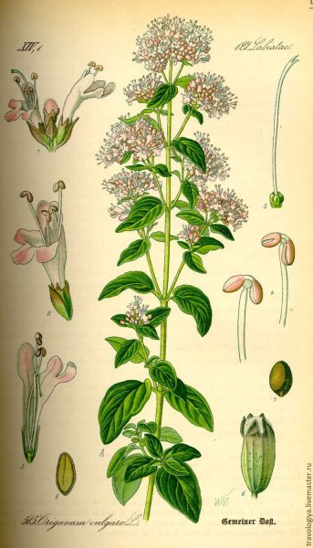 Душица этикетка