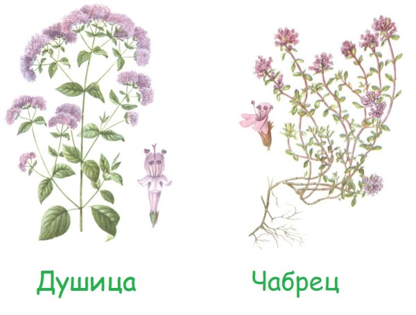 Душица обыкновенная Фармакогнозия