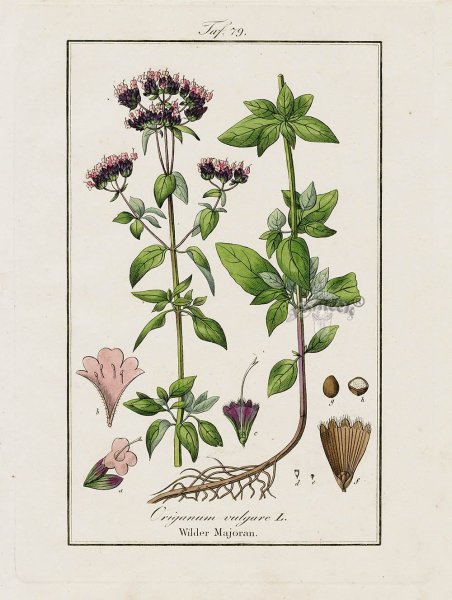 Душица обыкновенная фармакопея