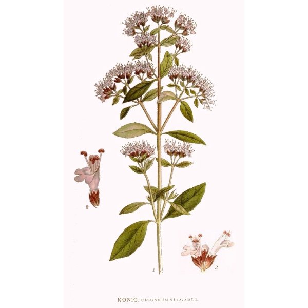 Душица обыкновенная ГФ