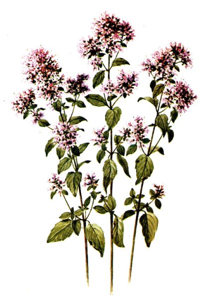 Валериана Аянская рисунок