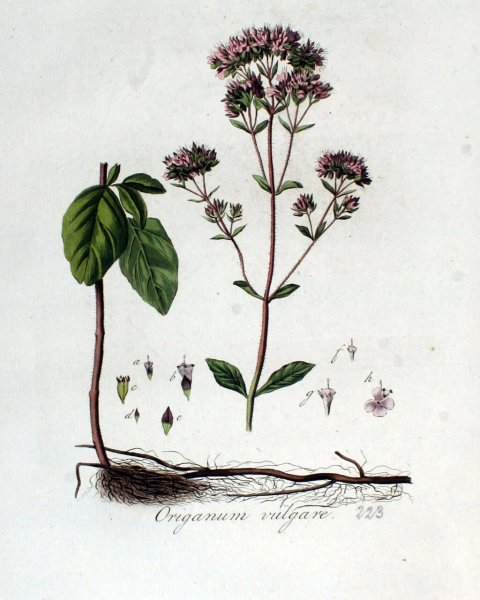 Душица обыкновенная на белом фоне