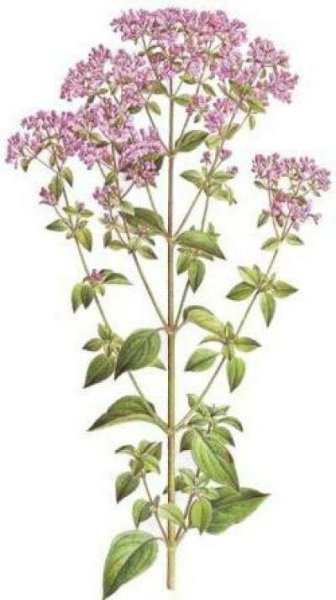 Душица, орегано вектор