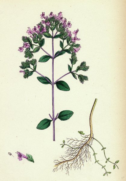 Душица, орегано вектор