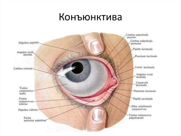 Строение глаза конъюнктива