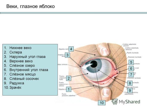 Строение глаза слезное мясцо