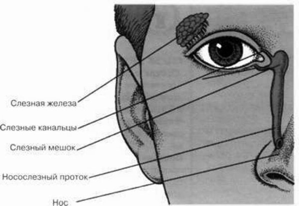 Строение глаза слезный мешок