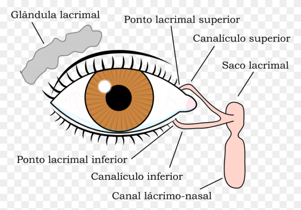 Протоки слезной железы