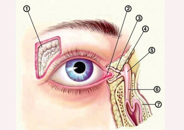 Строение глаза слезный мешочек