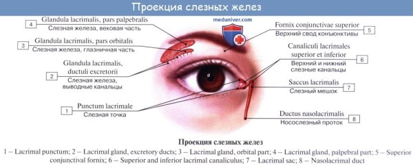 Слез¬ная железа, glаndula lаcrimаlis
