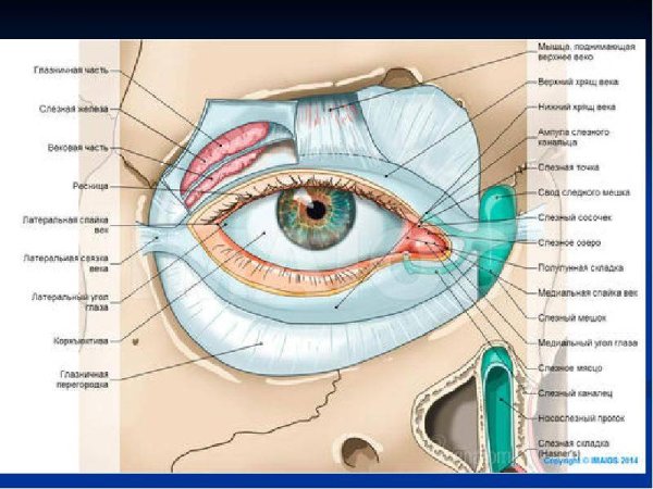 Глазная мазь закладывание за веко