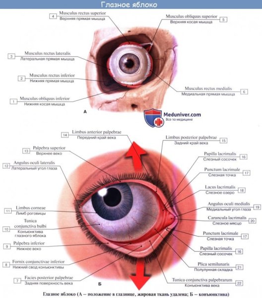 Верхний конъюнктивальный мешок анатомия