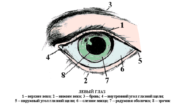 Строение носослезного канала у грудничка