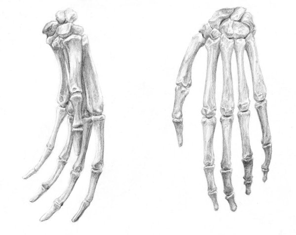 Костяная рука