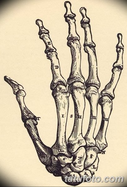 Кисть руки скелет