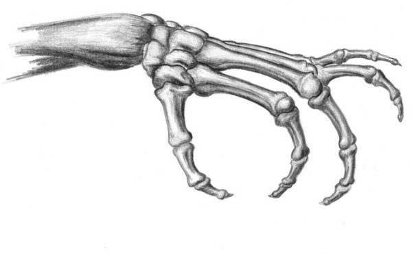 Анатомия человека скелет кости руки