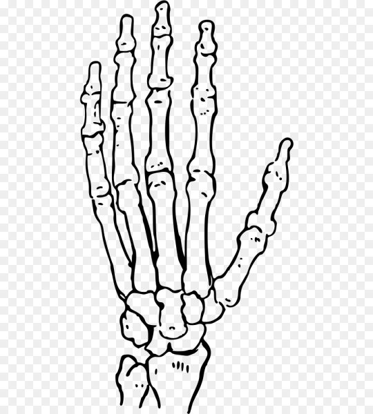 Кости кисти референс
