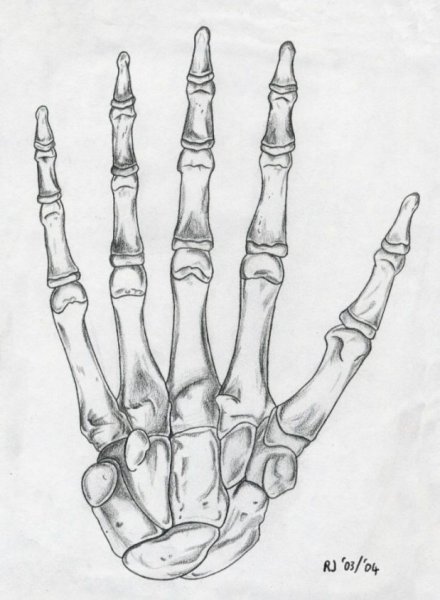 Скелет запястья