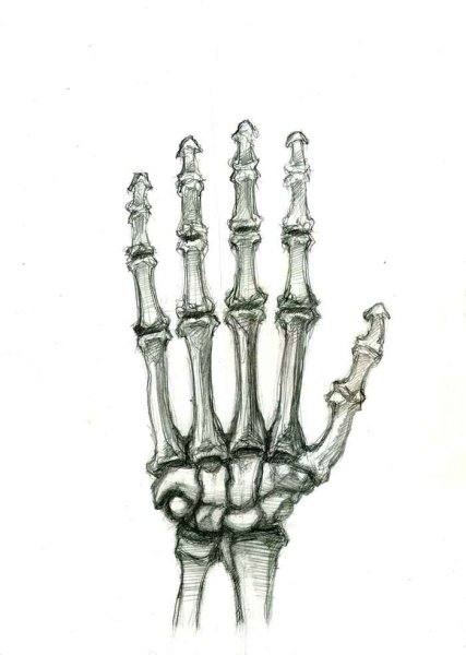 Скелет кисти