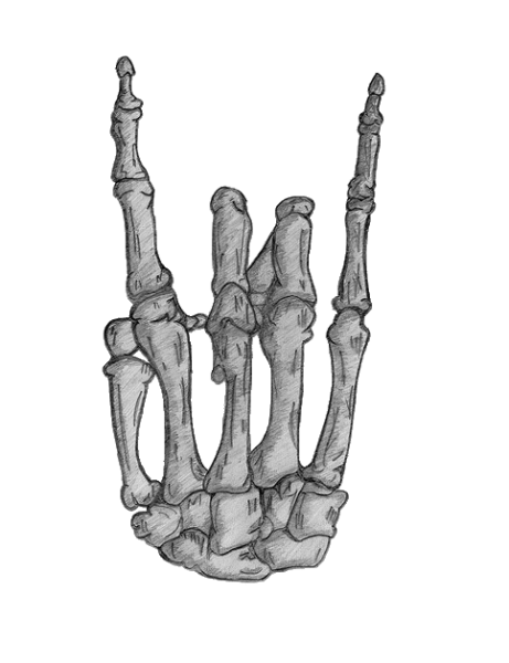 Скелет руки человека референс
