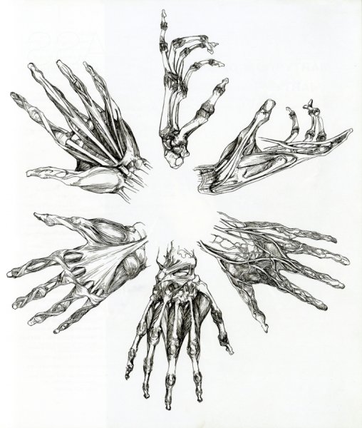 Рука скелета вектор