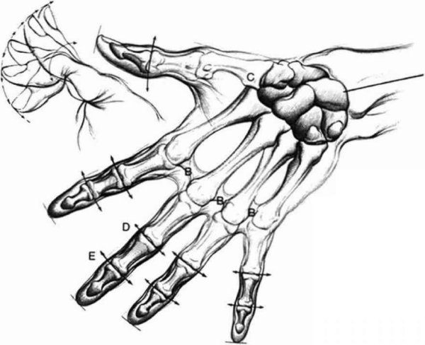 Скелет руки человека референс