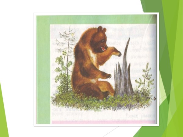 Бианки музыкант иллюстрации