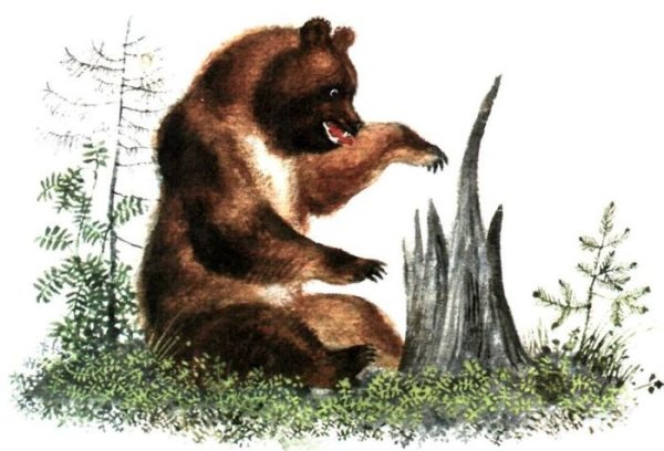 Виталий Бианки медведь музыкант