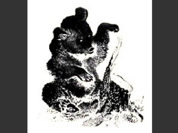 Виталий Валентинович Бианки музыкант