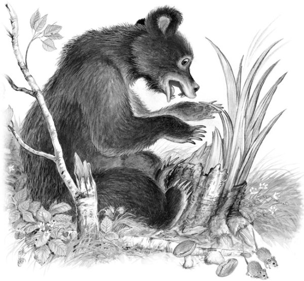 Виталий Бианки мишка башка