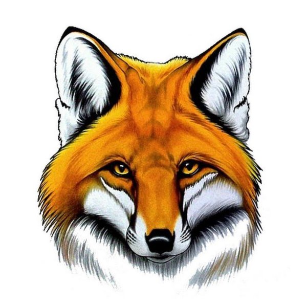 Рисунок лисы