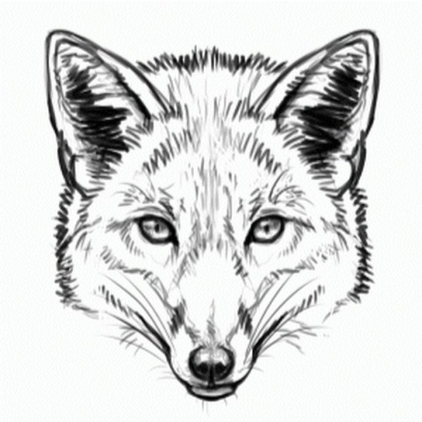 Морда лисы эскиз