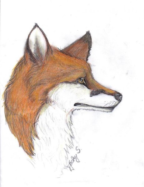 Лиса карандашом