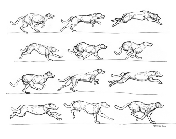 Бег собаки референс