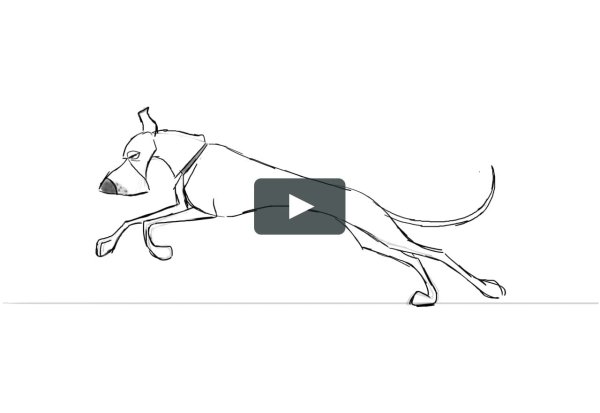 Раскадровка бега собаки