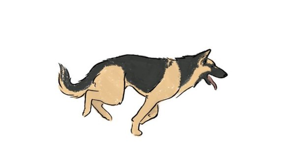 Немецкая овчарка бежит