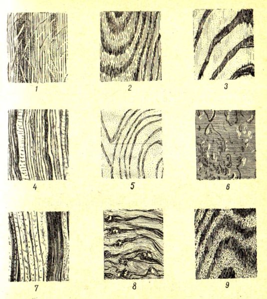 Текстура лиственных пород древесины