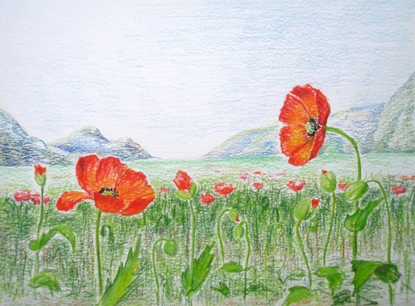 Маки цветными карандашами