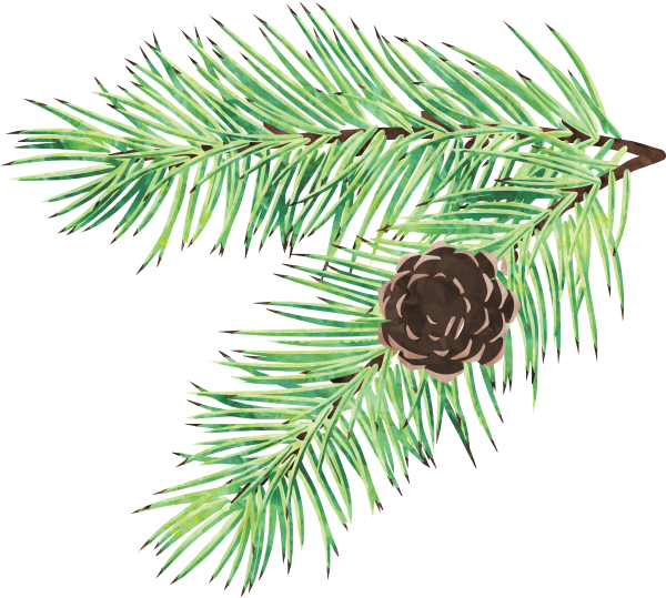 Ветка Еловая